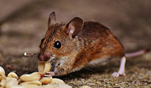 24 Hour & Emergency Exterminators in Midland, MI